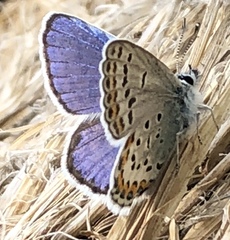 Plebejus fridayi