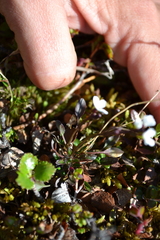 Cardamine bellidifolia