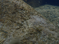 Ptychocheilus grandis