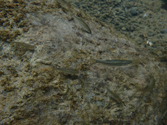 Ptychocheilus grandis