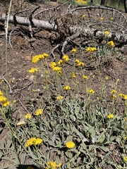 Arnica dealbata
