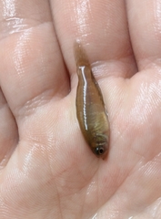 Austrolebias nigripinnis