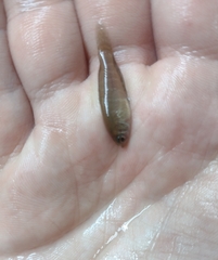 Austrolebias nigripinnis