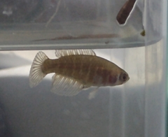 Austrolebias nigripinnis