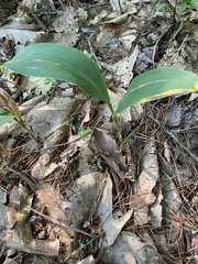 Convallaria pseudomajalis