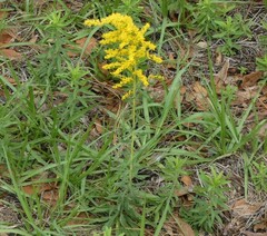 Solidago tortifolia