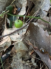 Convallaria pseudomajalis