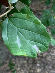 Caloptilia superbifrontella