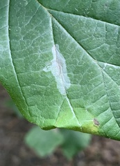 Caloptilia superbifrontella