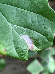 Caloptilia superbifrontella