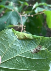 Caloptilia superbifrontella