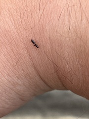 Osoriinae