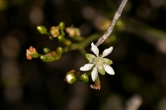 Macarthuria australis