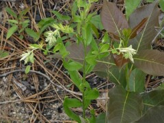 Lithospermum virginianum image