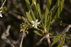 Macarthuria australis
