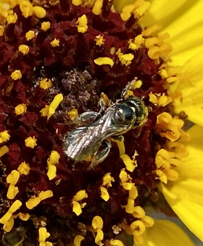 iNaturalist observation photo of Zadontomerus