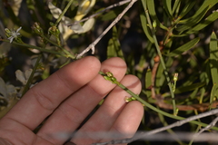 Macarthuria australis