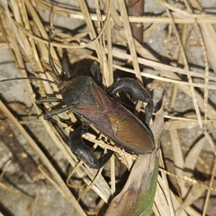 Anoplocnemis phasianus