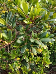 Arbutus unedo