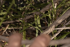 Macarthuria australis