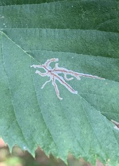 Caloptilia ostryaeella