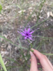 Liatris cylindracea