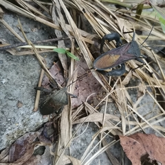 Anoplocnemis phasianus