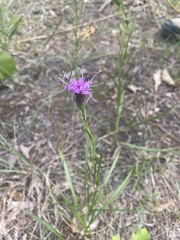 Liatris cylindracea