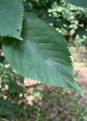 Caloptilia ostryaeella