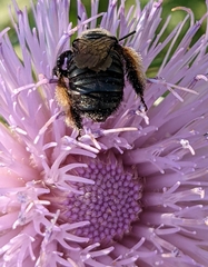 Heliomelissodes