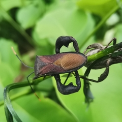 Anoplocnemis phasianus