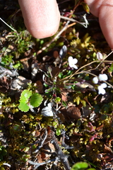 Cardamine bellidifolia