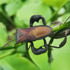 Anoplocnemis phasianus