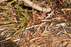 Macarthuria australis