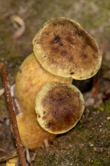 Pseudoboletus