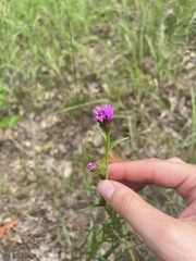 Liatris cylindracea