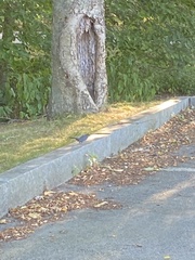 Dumetella carolinensis