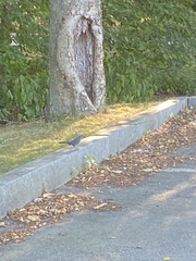 Dumetella carolinensis