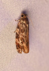 Phaecasiophora confixana