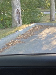 Dumetella carolinensis