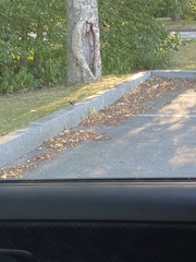 Dumetella carolinensis