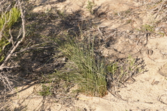 Ecdeiocolea monostachya