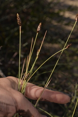 Ecdeiocolea monostachya