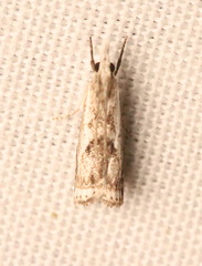 Microcrambus kimballi