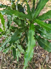 Macadamia integrifolia