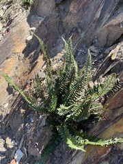Polystichum imbricans imbricans