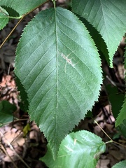 Caloptilia ostryaeella