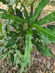 Macadamia integrifolia
