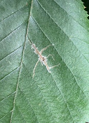 Caloptilia ostryaeella