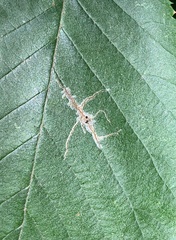 Caloptilia ostryaeella